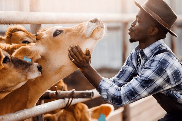 Why Ethiopia Became Africa’s Livestock Giant