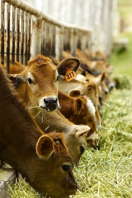 African Livestock Sector Under Pressure as Disease Outbreaks and Droughts Rise