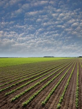 Best Crop Rotation Practices for Soil Fertility and Yield