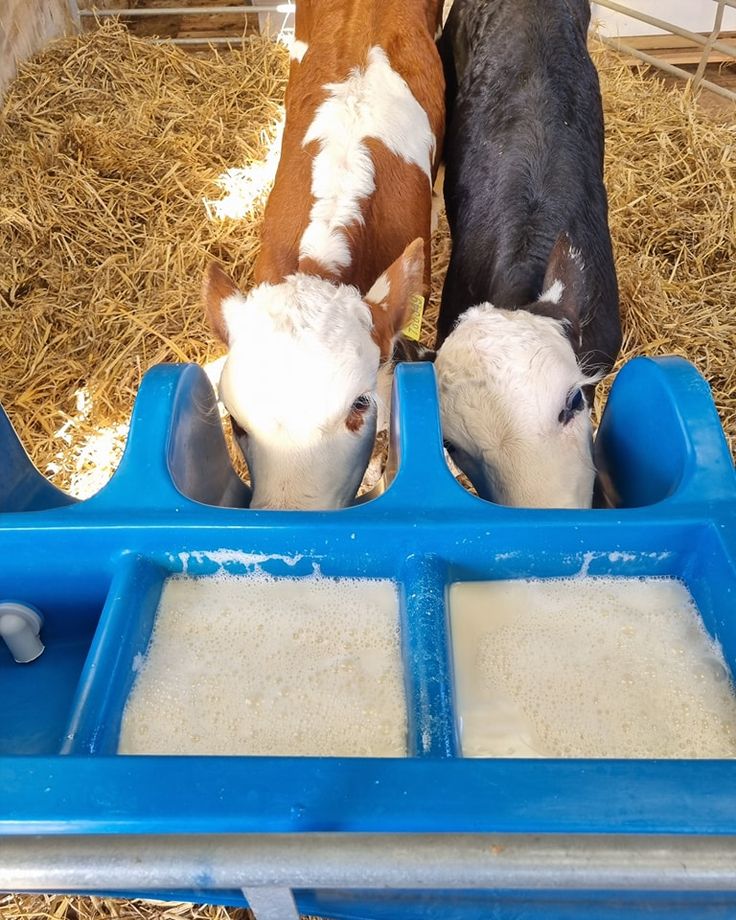 Cattle Fattening: Systems for Higher Meat Value