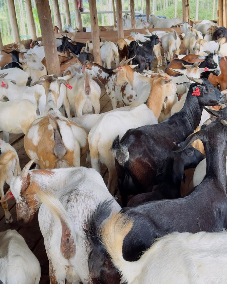 Why Most Livestock Disease Outbreaks Begin With Poor Farm Management