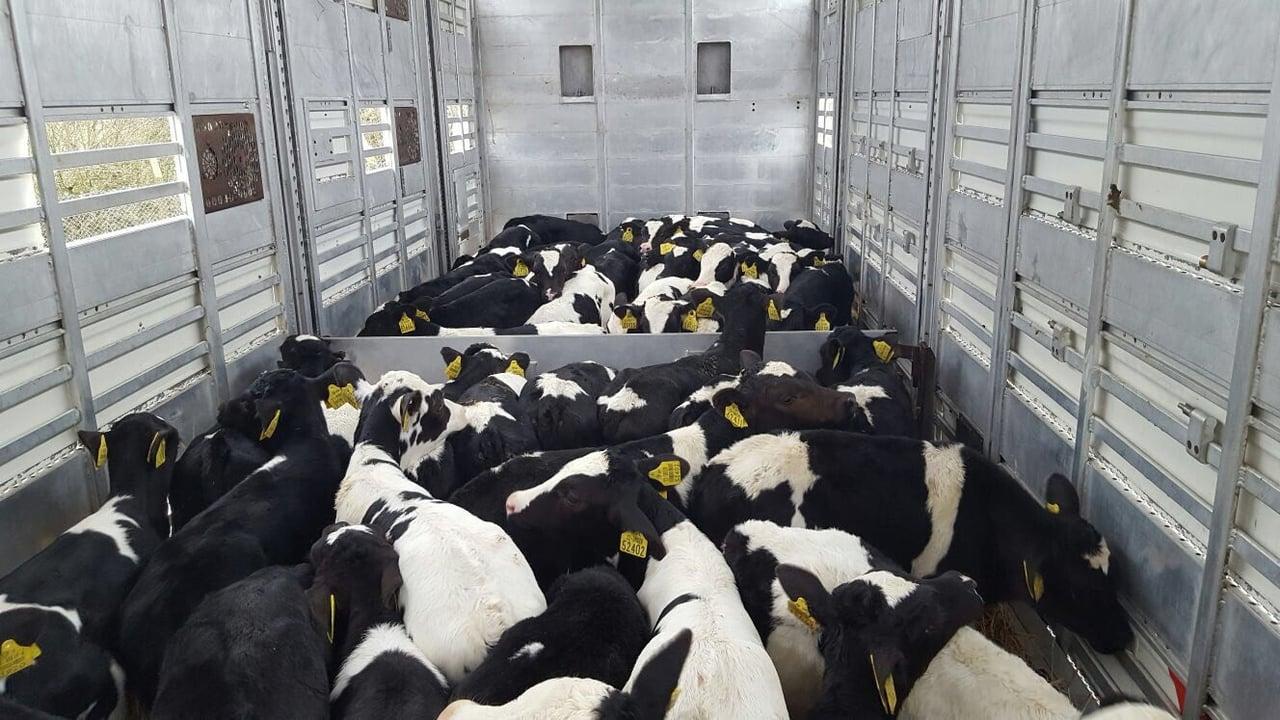 Improving Calf Transport and Early-Life Management in African Dairy Systems