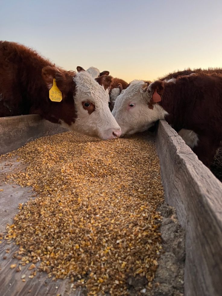 Reducing Feed Losses: A Hidden Opportunity for African Feedlots and Livestock Farmers