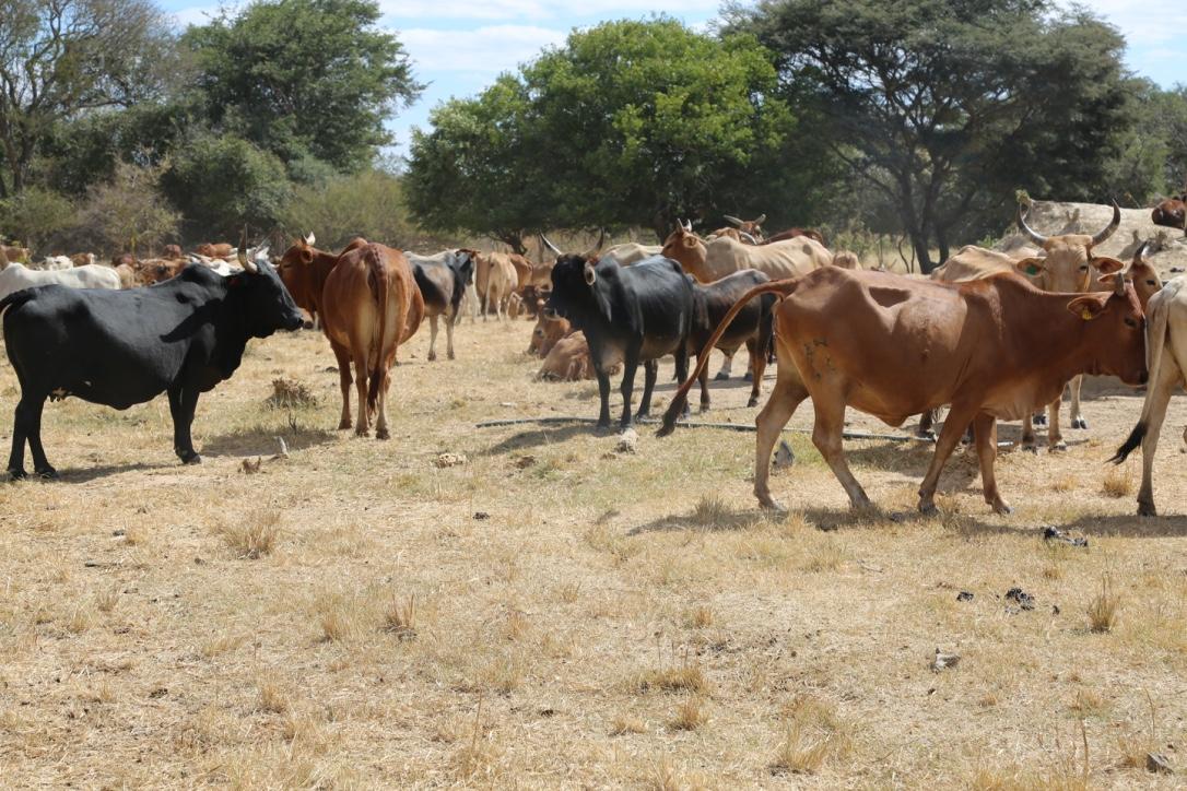 Managing Poor-Quality Forage During the Dry Season: Practical Feeding Strategies for African Livestock Farmers