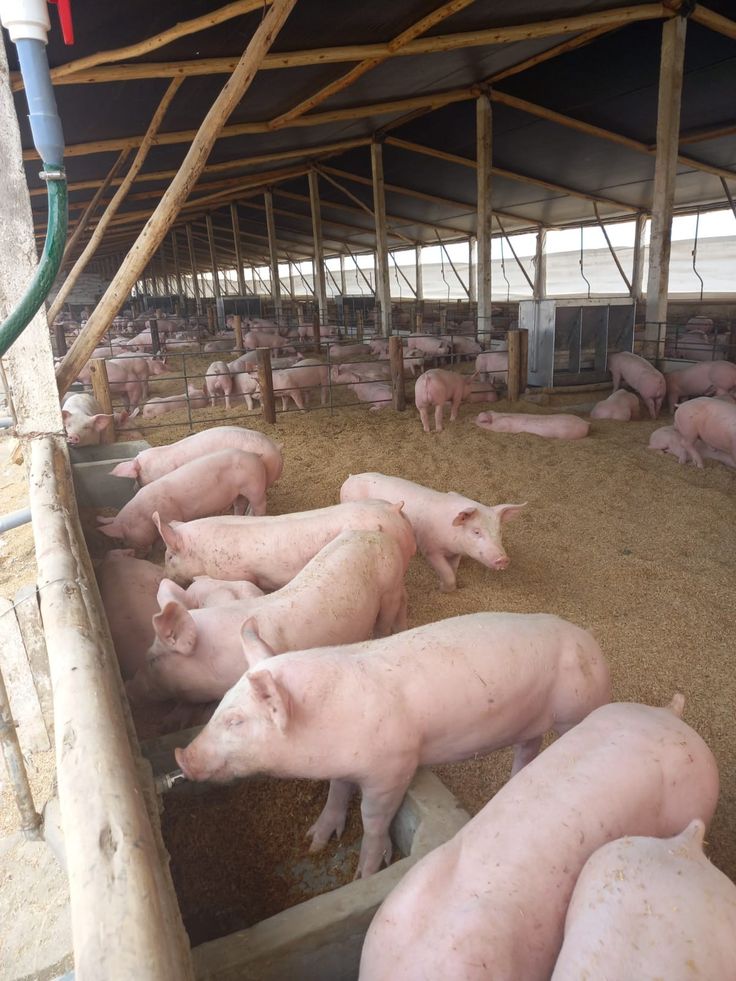 Strengthening Africa's Swine Industry Through Research and Innovation
