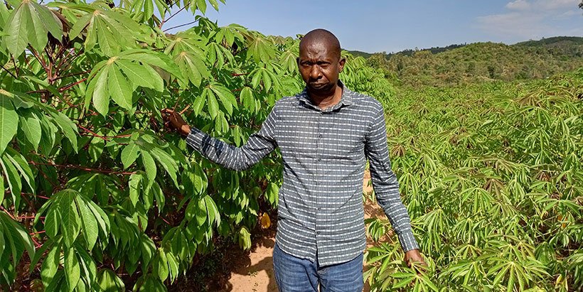 How Improved Crop Varieties Are Transforming Food Security in Sub-Saharan Africa