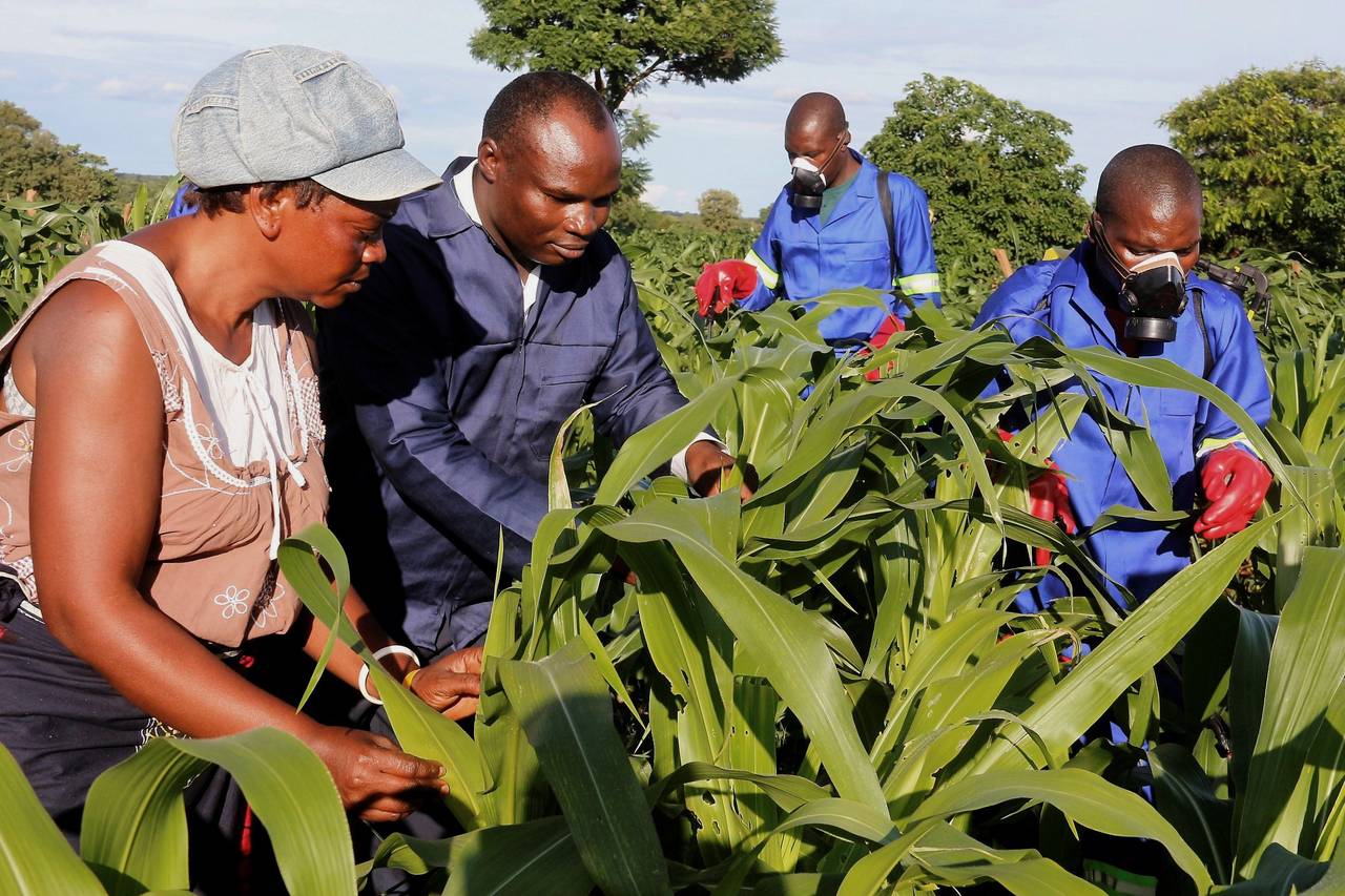 Protecting Africa’s Harvests: How Plant Health Systems Are Safeguarding Food Security