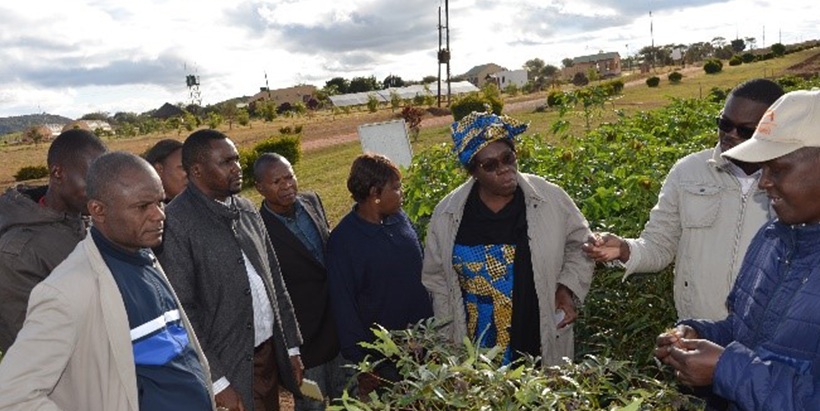 Strengthening Africa’s Agricultural Future: How IITA and the DRC Are Building a New Era of Collaboration