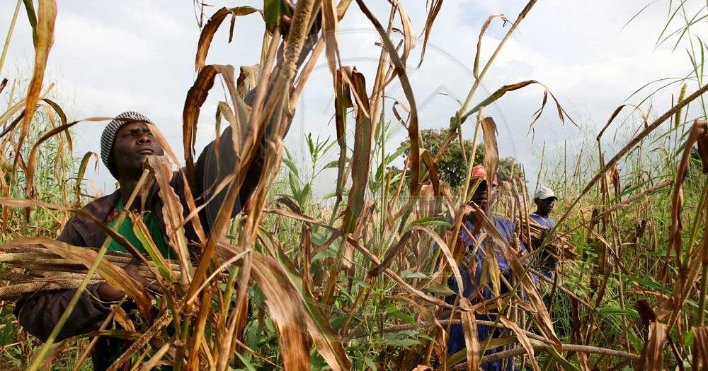 One Mobile Phone, Double the Harvest: How a Senegalese Farmer Turned Layaway Savings Into a Better Yield