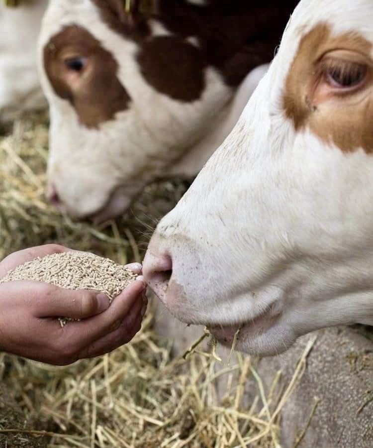 Feed, Genetics, and Sensors: The Quiet Tech Revolution Reshaping African Livestock Farming