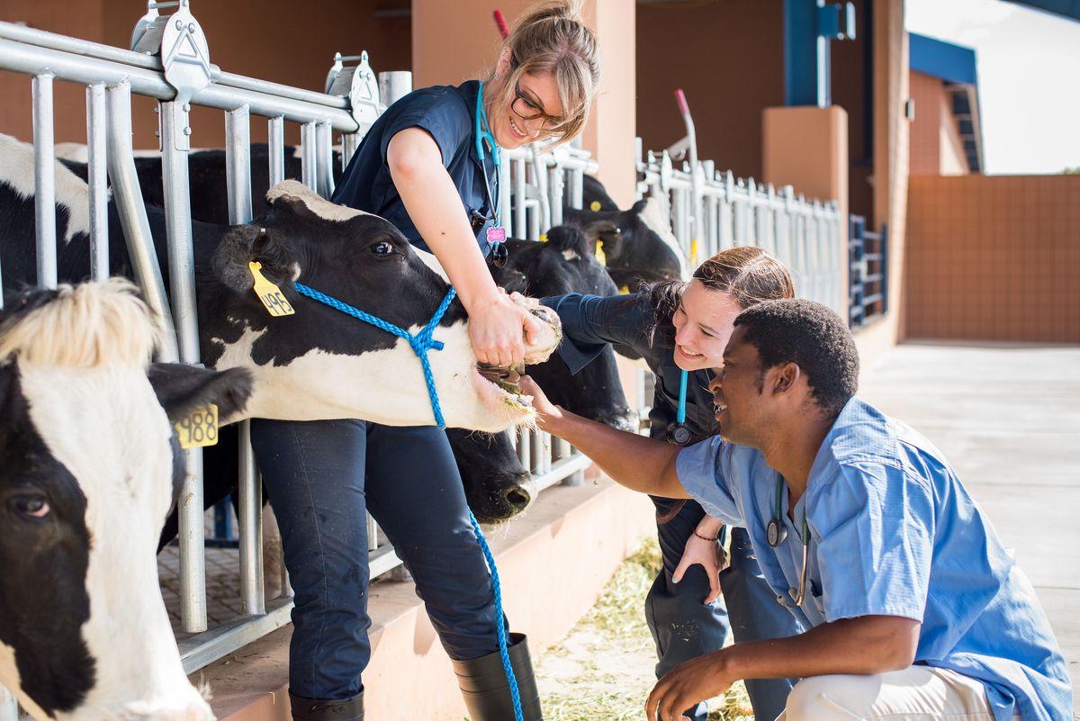 Inside South Africa's 14-Million-Cattle Vaccination Drive Against Its Worst FMD Outbreak Ever