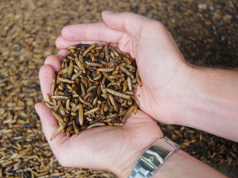 Feed on Waste, Farmed for Protein: Can Insects Solve Africa's Feed Cost Crisis?