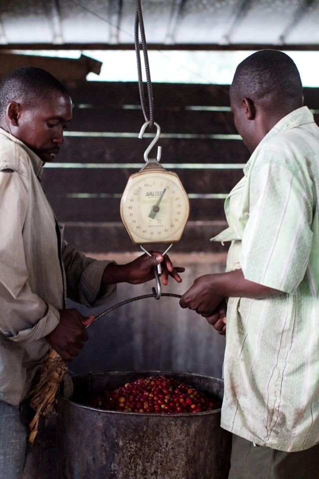 Kenya Bets on Coffee Comeback and Climate-Smart Crops as Drought Squeezes the North Rift