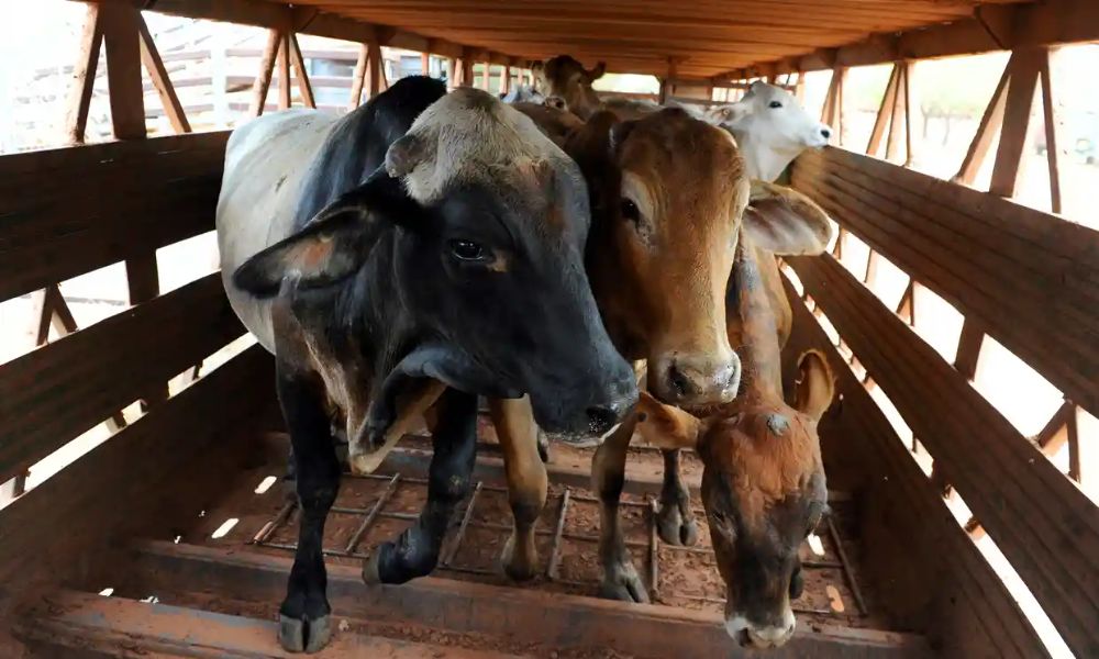 Zimbabwe Partially Reopens Livestock Trade With South Africa as FMD Recovery Takes Shape