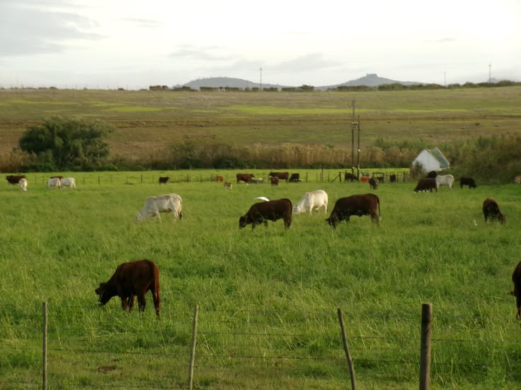 African Ministers Back Push for a Single Continental Livestock Market