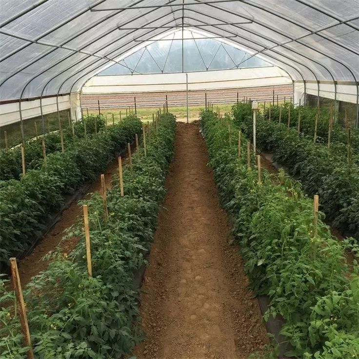 Nigerians in the UK Push to Turn Remittances Into Farmland Investment