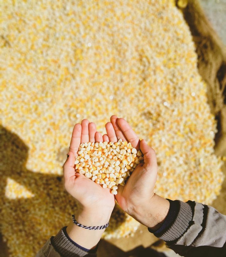 South Africa Heads for Its Biggest Grain Harvest Ever — And China Just Opened the Door Wider