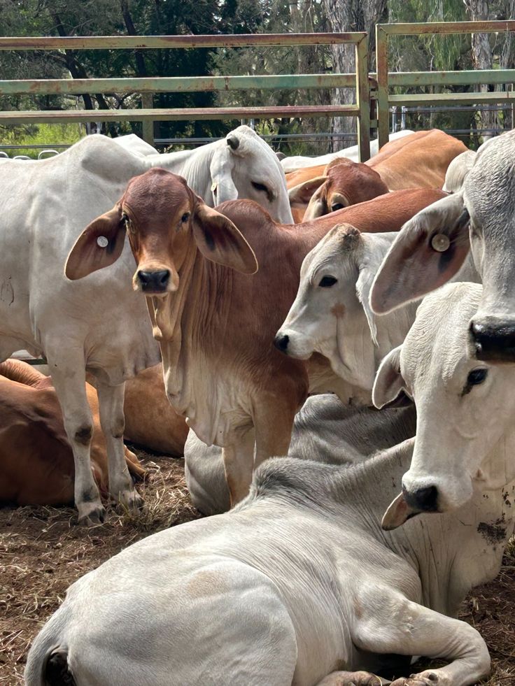 Botswana Just Imported 200 Pregnant Brazilian Cows — Here's Why That Matters for African Dairy