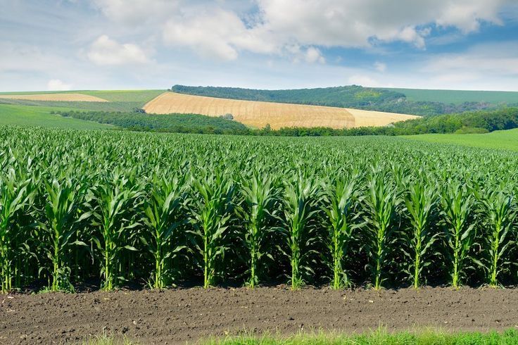 Angola Bets $1.45 Billion on Turning Farmland Into Jobs — 700,000 of Them