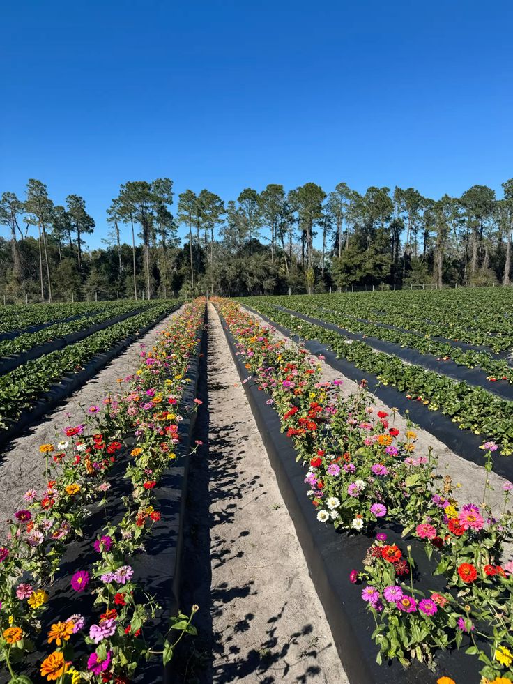 Kenya's Flower Farms Just Had Their Best Year Yet — Despite Rising Freight and Fertiliser Costs