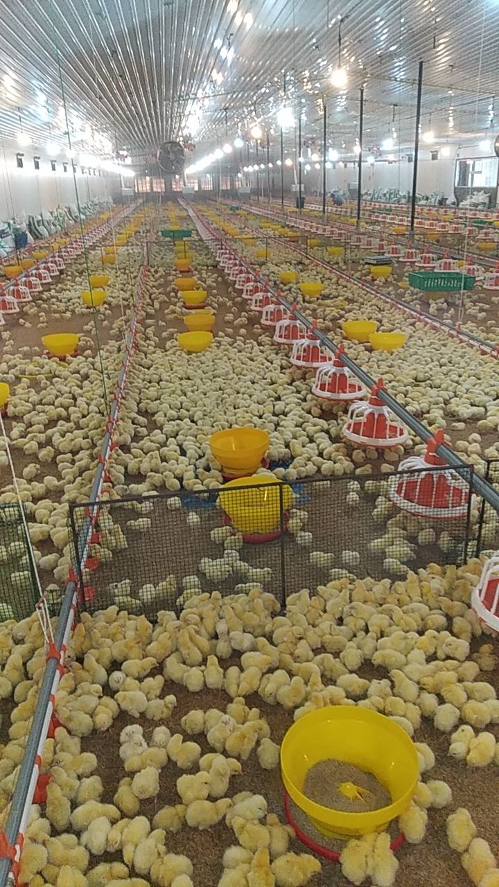 Ethiopia Is Building One of Africa's Largest Poultry Farms — And It's Aimed Squarely at Malnutrition