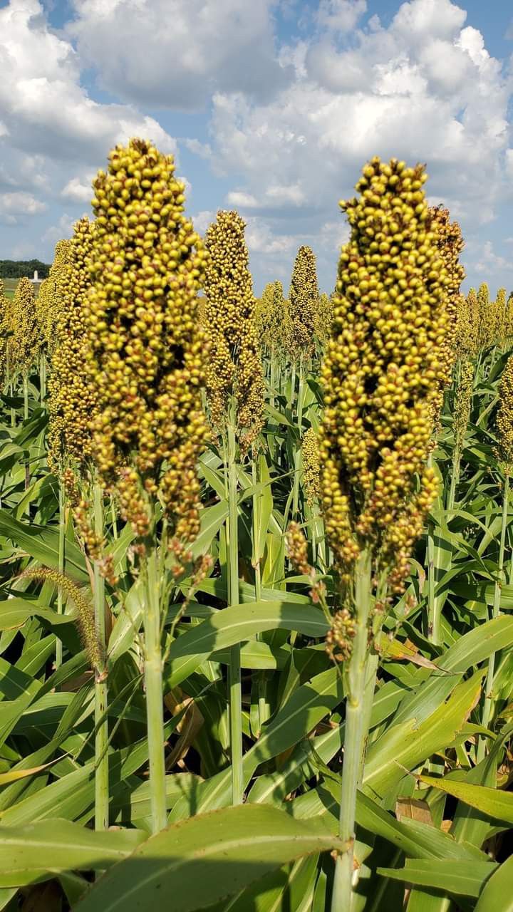 Zimbabwe Gets Its First Iron-Rich Pearl Millet — A Small Grain With a Big Nutrition Target