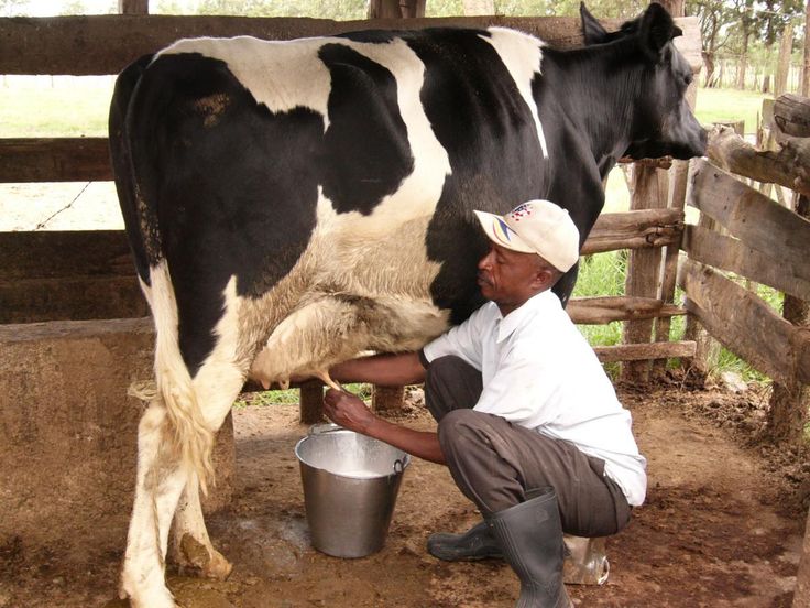 Africa's Average Dairy Cow Produces 6% of an OECD Cow's Milk — Closing That Gap Is Now the Big Livestock Story