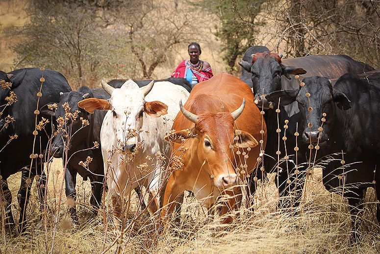 No Dead Animals, No Claims Adjuster: How Satellite Insurance Is Protecting Pastoralist Herds