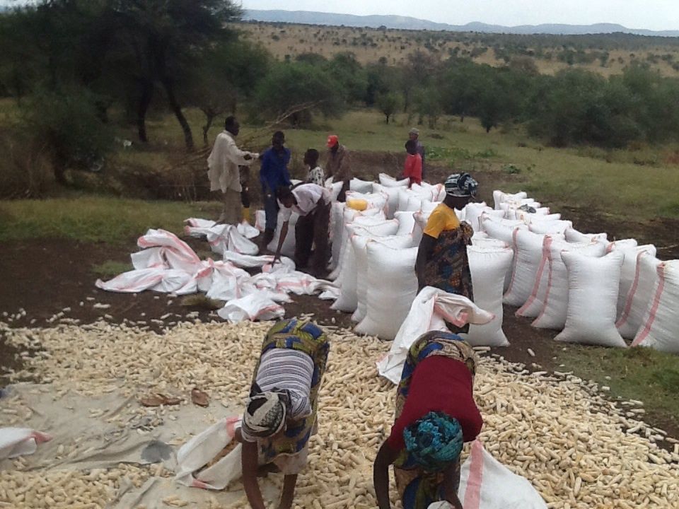 The Invisible Toxin in Africa's Maize and Groundnuts — And the Farm-Level Fix Now Spreading Across West Africa