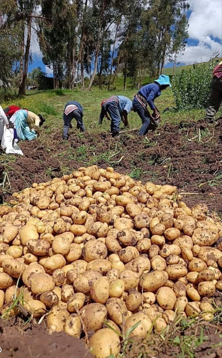 The Envelope That Could Replace a Truckload: Inside Kenya's Quiet Potato Seed Revolution