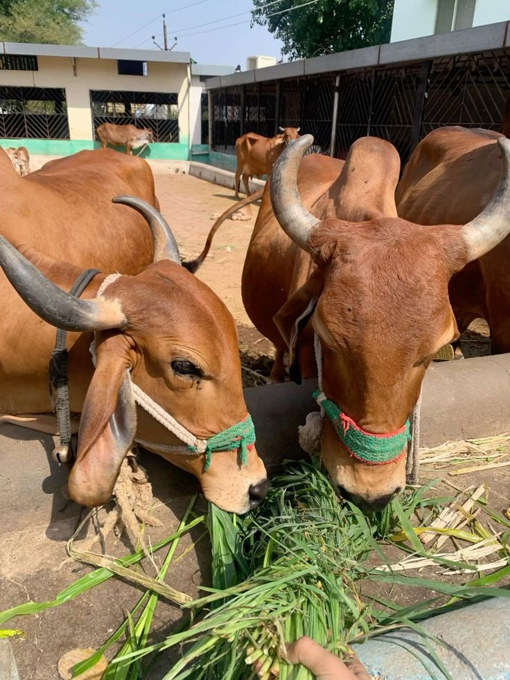 Africa's $210 Billion Livestock Question: Why the Continent Still Imports What It Could Produce