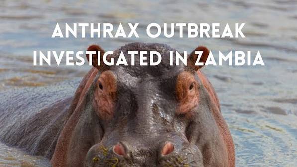 Silent Killer on the Riverbank: Anthrax Outbreak Grips Zambia's Muchinga Province