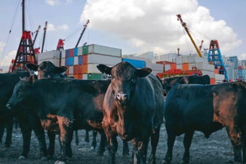 Southern Africa's Beef Trade Enters a High-Stakes Season: A US Window Opens as the EU Slams a Door