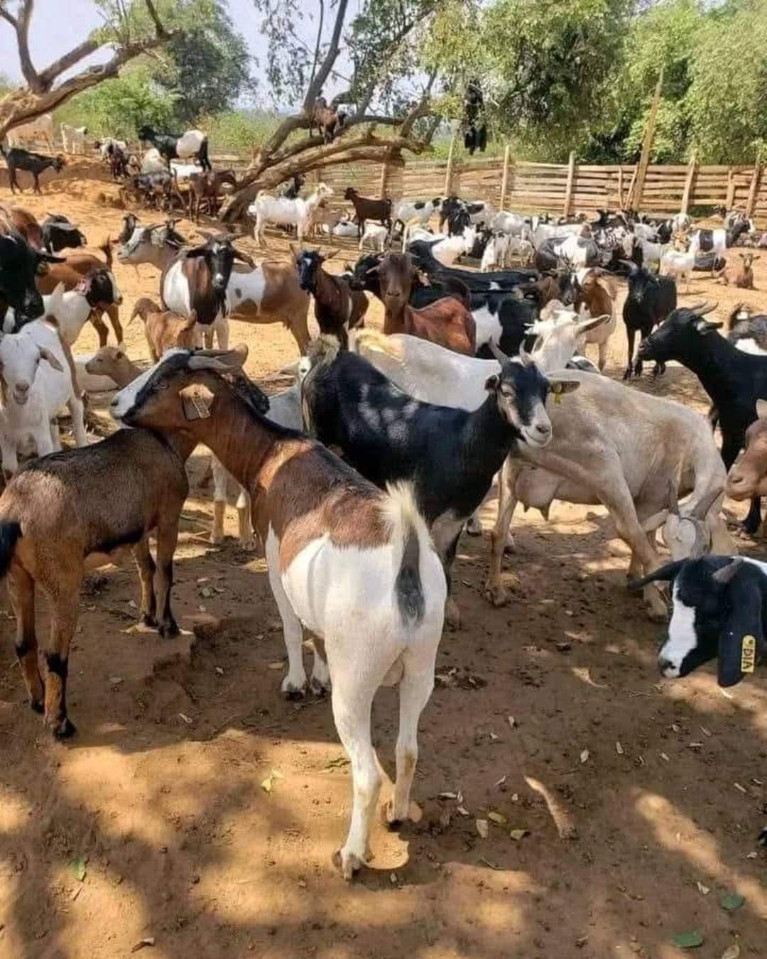 Beyond Cattle: Why Goats and Pigs Are Becoming Africa's Most Talked-About Livestock Investment