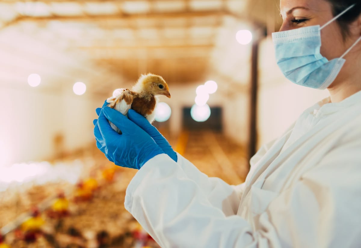 Nigeria Targets Local Poultry Genetics With Proposed $5.6 Million Grandparent Stock Investment