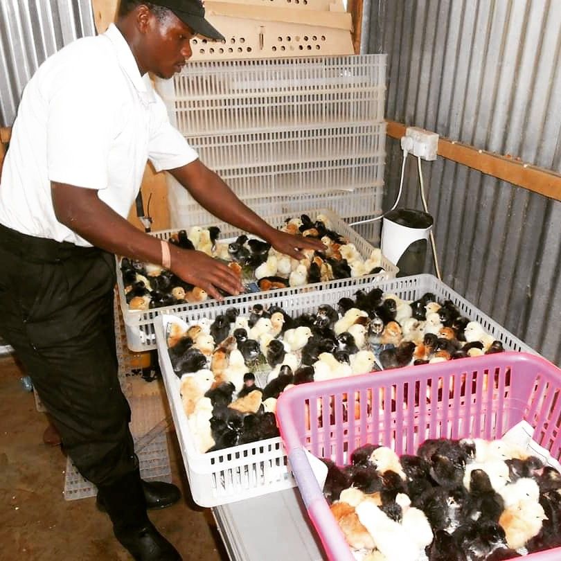 Ghana's Poultry Industry Gets a New Push as Government Targets Local Chicken Production